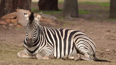 Plains Zebra Resting and Laying Down in Open Field Stock Footage 345714851