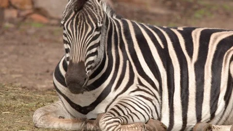 Plains Zebra Resting and Looking Around on Grassy Ground Stock Footage 345457289