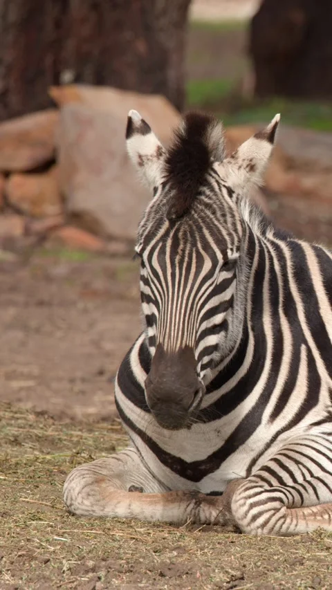 Plains Zebra Resting and Looking Around Outdoors Stock Footage 345457298