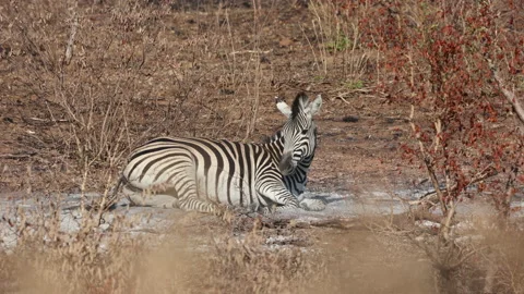 A plains zebra rolling in ash. Stock Footage 165210594