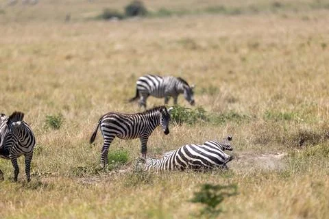 Plains zebra rolls dust while other zebras graze nearby savannah-Masai Mara Stock Photos