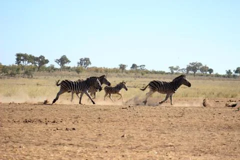 Plains zebra running Stock Photos