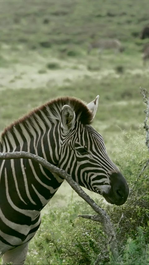 Plains zebra scratching its neck against a bush in South Africa.vertical Stock Footage 340757570