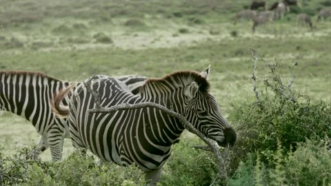 Plains zebra scratching its neck against a bush in South Africa.horizontal Stock Footage 340757578