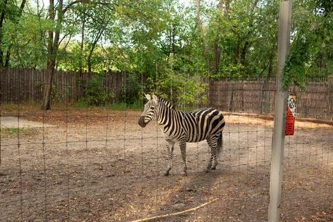 Plains zebra standing behind a wire fence in a zoo enclosure surrounded by gr Fotos de archivo