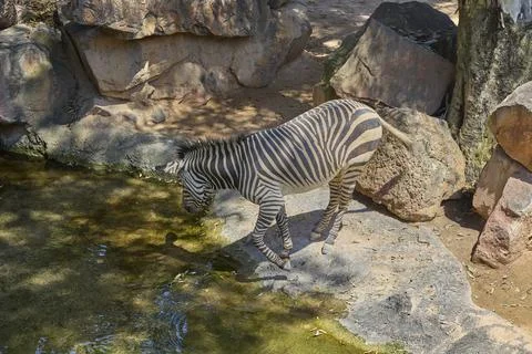 Plains zebra standing beside water in rocky natural enclosure Stockfoto's