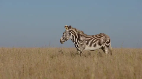 A Plains Zebra standing still in vast dry savannah at dusk Stock Footage 310975533