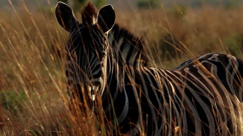 Plains zebra in tall grass at sunset stares intensely directly at camera Stock Footage 296630742