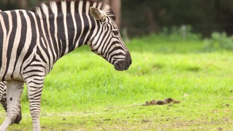 Plains Zebra Walking and Grazing on Lush Green Grassland Stock Footage 346270745