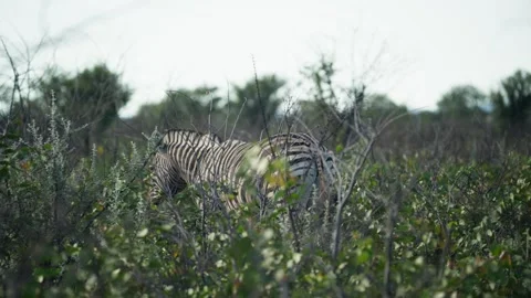 Plains zebra walks through dense african bushland of Etosha National Park in Nam Stock Footage 331939122