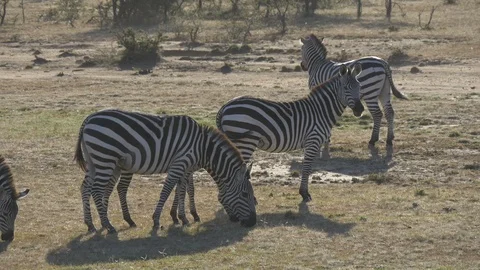 Plains zebras Stock Footage 87466416