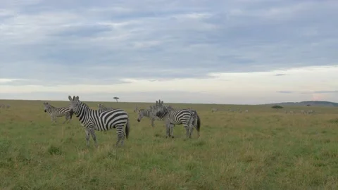 Plains zebras Stock Footage 151333772
