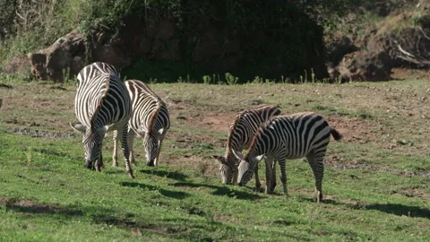 Plains Zebras Stock Footage 306672146