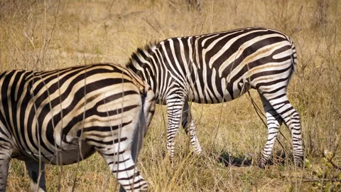 Plains zebras grazing. Stock Footage 336037095