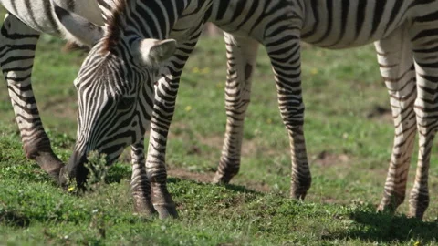 Plains Zebras Grazing on Grass – Close-Up Wildlife Footage Stock Footage 311052435