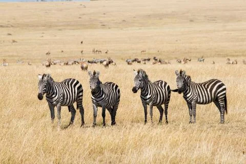 Plains zebras Stock Photos