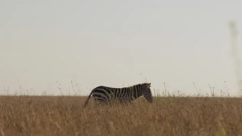 A Plains Zebras walking through dry savannah in midday Stock Footage 310973552