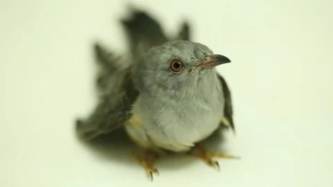 A plaintive cuckoo bird Cacomantis merulinus isolated on white background Stock Footage 221847267