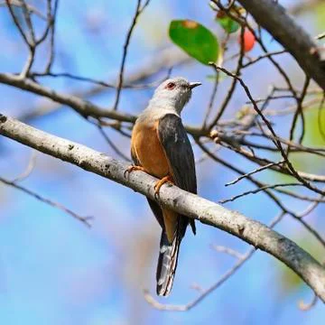 Plaintive cuckoo Stock Photos