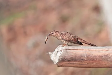Plaintive cuckoo(female). Stock Photos
