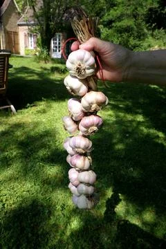 Plaiting Garlic. Foto stock