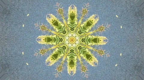 Plam kaleidoscope Stock Footage 672374