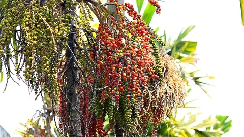 Plam seed Stock Footage 79046915