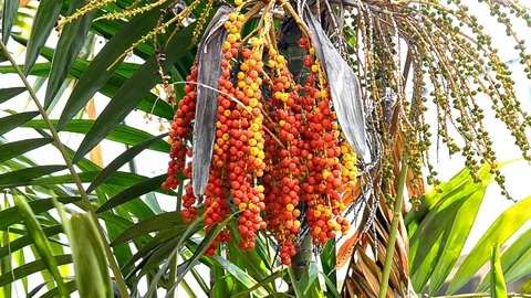 Plam seed Stock Footage 79046981