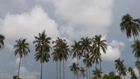 Plam Tree 4K Stock Footage 80627523