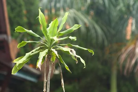 Plam tree after raining day Stock Photos