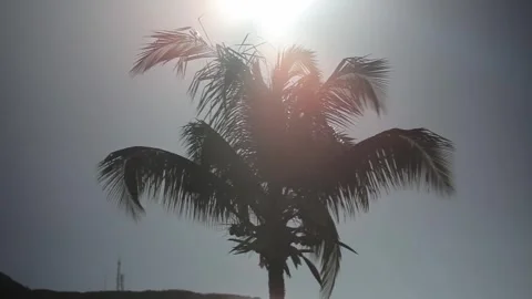 Plam tree blowing wind Stock Footage 260578369