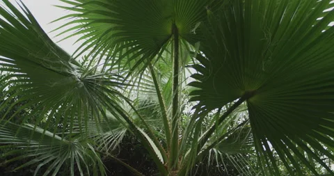 Plam tree in a garden Stock Footage 143089468