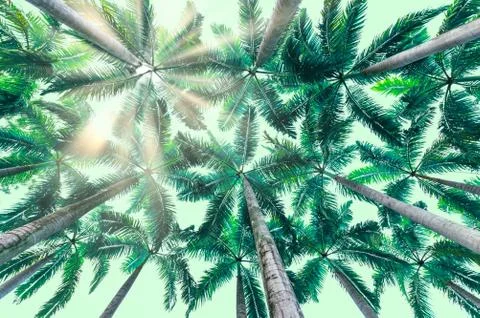 Plam tree isolated. Stock Photos