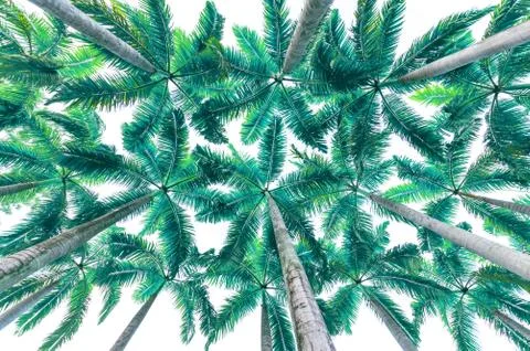 Plam tree isolated. Foto stock