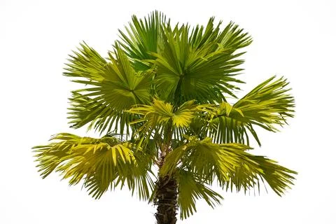 Plam tree isolated on white background. Stock Photos