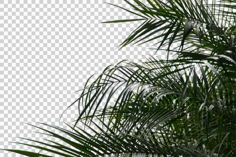 Plam tree or coconut isolated on white background. Stock Photos