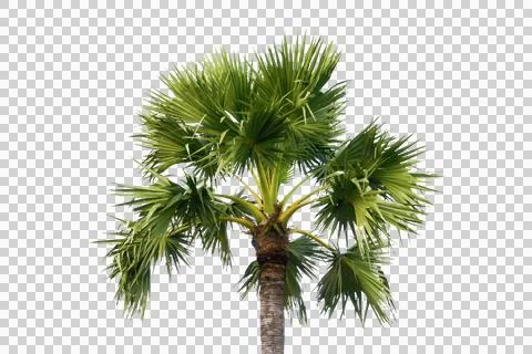 Plam tree or coconut isolated on white background. Stock Photos