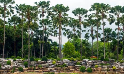 Plam tree in park Stock Photos