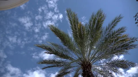 Plam Tree Time Lapse Stock Footage 67460880