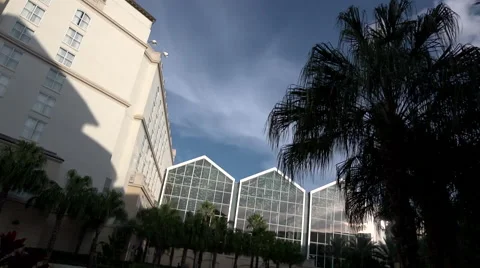 Plam Tree Time Lapse Green House Stock Footage 67477218