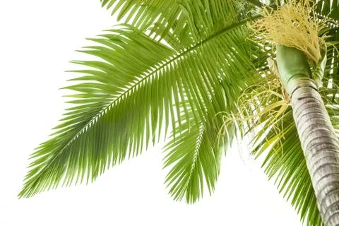 Plam tree on white Stock Photos