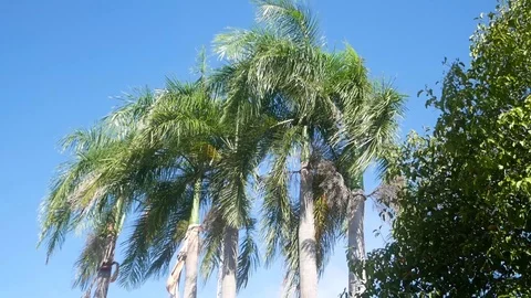Plam tree wind Stock Footage 108767985