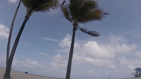 Plam Trees Beach 스톡 동영상 219900962