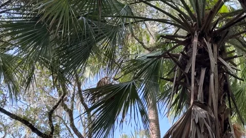 Plam Trees &amp; Blue Ski Stock Footage 231342895