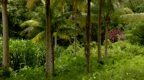 Plam Trees in the Jungle Stock Footage 22157735