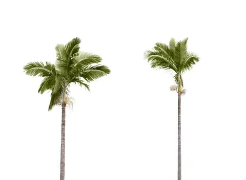 Plam trees on white Stock Photos