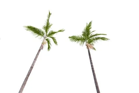 Plam trees on white Stock Photos