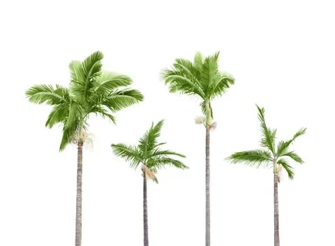 Plam trees on white Stock Photos