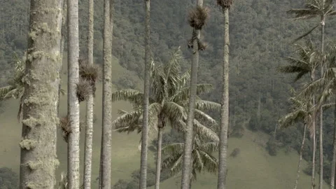 Plam Trees in the wind Stock Footage 234125774