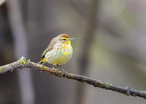 A Plam Warbler perched on a tree branch Stock Photos